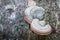 Polypore close-up on decaying birch tree trunk