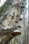 Polypore decaying birch tree trunk
