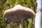 Polypore fungi macro closeup on old mossy tree. Big parasitic mushroom growing on the tree, tinder fungus