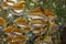 The polypore fungus Antrodia serialis