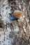 The polypore fungus on birch in the forest autumn Sunny.