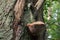 Polypore fungus on tree trunk closeup selective focus