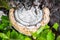 Polypore funguses on an old stump.