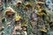 Polypore funguses on an old stump.