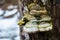 Polypore funguses on an old stump.