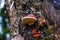 Polypore funguses on an old stump.