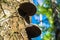 Polypore funguses on an old stump.