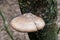 Polypore funguses on an old stump.
