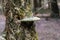 Polypore funguses on an old stump.