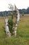 Polypore mushroom, fungi death trees High Fens