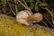 Polypore mushroom. Mushroom grows in a dark dense forest on the bark. Mushroom closeup.