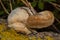 Polypore mushroom. Mushroom grows in a dark dense forest on the bark. Mushroom closeup.