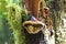 Polypore Mushroom on Tree