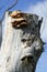 Polypore mushrooms on dead trunk