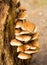 Polypore mushrooms on a rotten tree