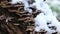 Polypore mushrooms on tree trunk