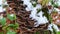 Polypore mushrooms on tree trunk