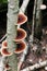Polypore mushrooms on a tree trunk, fungus on a tree