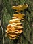 Polypore sulfur-yellow