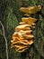 Polypore sulfur-yellow