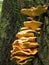 Polypore sulfur-yellow