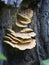 Polypore sulfur-yellow (lat. Laetiporus sulphureus)