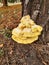 Polypore sulfur-yellow on the tree