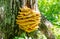 Polypore sulfur yellow on the tree.