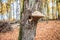 Polypore on a tree by a hollow