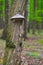 Polypores growing on a tree