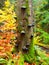 Polypores mushrooms on a tree trunk in colorful autumn primeval forest