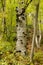 Polypores on tree trunk