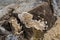 Polyporous fungus,a common fungus on old tree trunk. Howrah, West Bengal, India