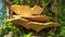 Polyporus alveolaris edible huge beautiful