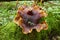 Polyporus badius.