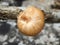 Polyporus ciliatus