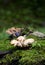 Polyporus fungi mushroom on moss in Blue Ridge Mountains