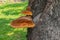 Polyporus mushroom fungi parasite on an apple tree bark trunk