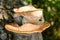 Polyporus squamosus Dryad`s saddle