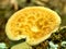 Polyporus squamosus Dryads saddle