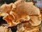 Polyporus umbellatus mushroom