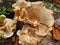 Polyporus umbellatus mushroom