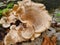 Polyporus umbellatus mushroom on the garden