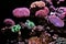 Polyps & Corals