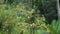 Polyscias fruticosa (Ming aralia, dwarf tree, Daun berlangkas, kuku garuda, pokok teh).