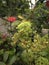 Polyscias fruticosa, or Ming aralia, is a perennial plant, dicot evergreen shrub or dwarf tree native to India.
