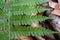 Polystichum setiferum - wild plant