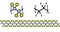 Polytetrafluoroethylene PTFE polymer, chemical structure. Used as lubricant and in non-stick cookware. Multiple representations.