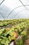 Polythene tunnel greenhouse