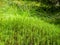 Polytrichastrum formosum commonly called haircap moss or hair moss natural texture background